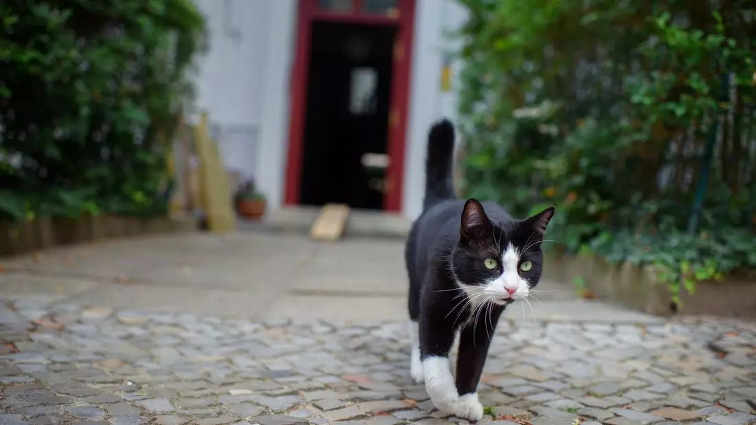 Wohin schleicht der Kater draußen?  - Bild: Gregor Fischer/dpa