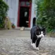 Wohin schleicht der Kater draußen?  - Bild: Gregor Fischer/dpa