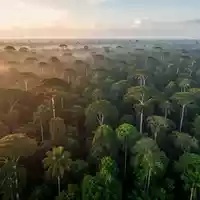 Luftaufnahme des dichten Amazonas-Regenwaldes bei goldenem Licht. - Foto: über boerse-global.de