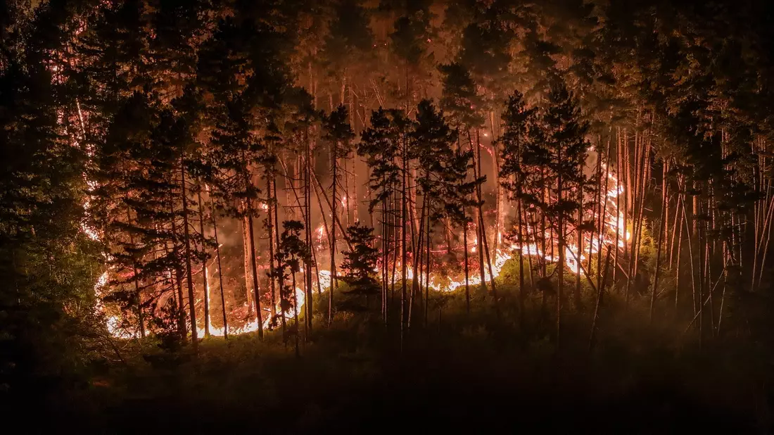 Durch die Trockenheit der vergangenen Wochen ist der Wald extrem dürr. - Bild: Jason Tschepljakow/dpa