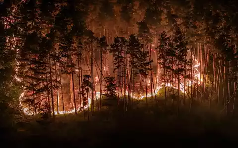 Durch die Trockenheit der vergangenen Wochen ist der Wald extrem dürr. - Foto: Jason Tschepljakow/dpa