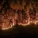 Durch die Trockenheit der vergangenen Wochen ist der Wald extrem dürr. - Bild: Jason Tschepljakow/dpa