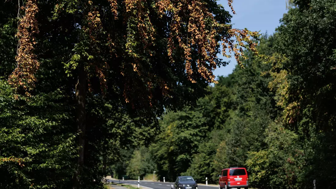Wer in diesen Wochen draußen unterwegs ist, wähnt sich vielerorts bereits im Herbst. - Bild: David Ebener/dpa