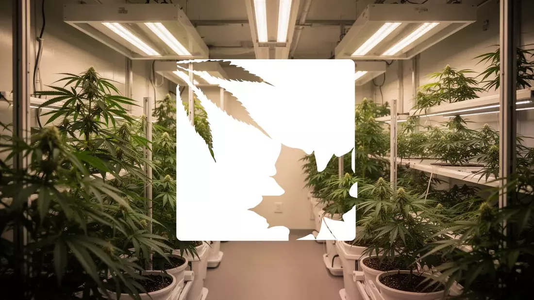 OrganiGram: Cannabis-Konzern legt Q3-Zahlen vor – Anleger hoffen auf Trendwende