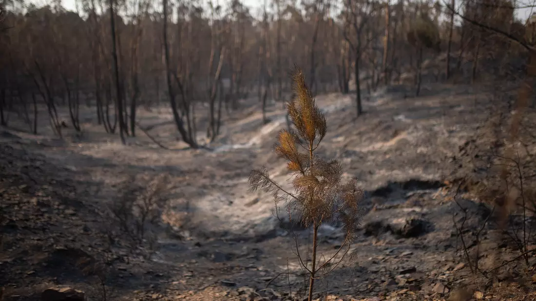 Verkohlte Bäume - so sehen die Flächen in Spanien aus, wo Brände wüteten.  - Bild: Clara Carrasco/EUROPA PRESS/dpa