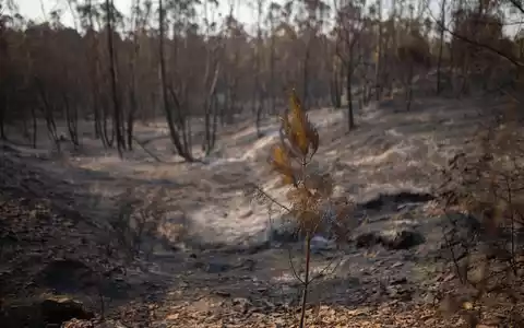 Verkohlte Bäume - so sehen die Flächen in Spanien aus, wo Brände wüteten.  - Foto: Clara Carrasco/EUROPA PRESS/dpa