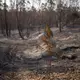 Verkohlte Bäume - so sehen die Flächen in Spanien aus, wo Brände wüteten.  - Bild: Clara Carrasco/EUROPA PRESS/dpa
