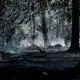 Nach ersten Schätzungen soll eine Waldfläche von mehreren tausend Quadratmetern betroffen gewesen sein. - Bild: Andreas Arnold/dpa