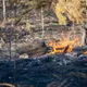 Die Feuerwehr kämpft im Tagesverlauf gegen Glutnesters.  - Bild: Andreas Arnold/dpa