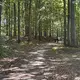 Der Torso wurde in einem Waldstück gefunden. - Bild: Birgitta von Gyldenfeldt/dpa