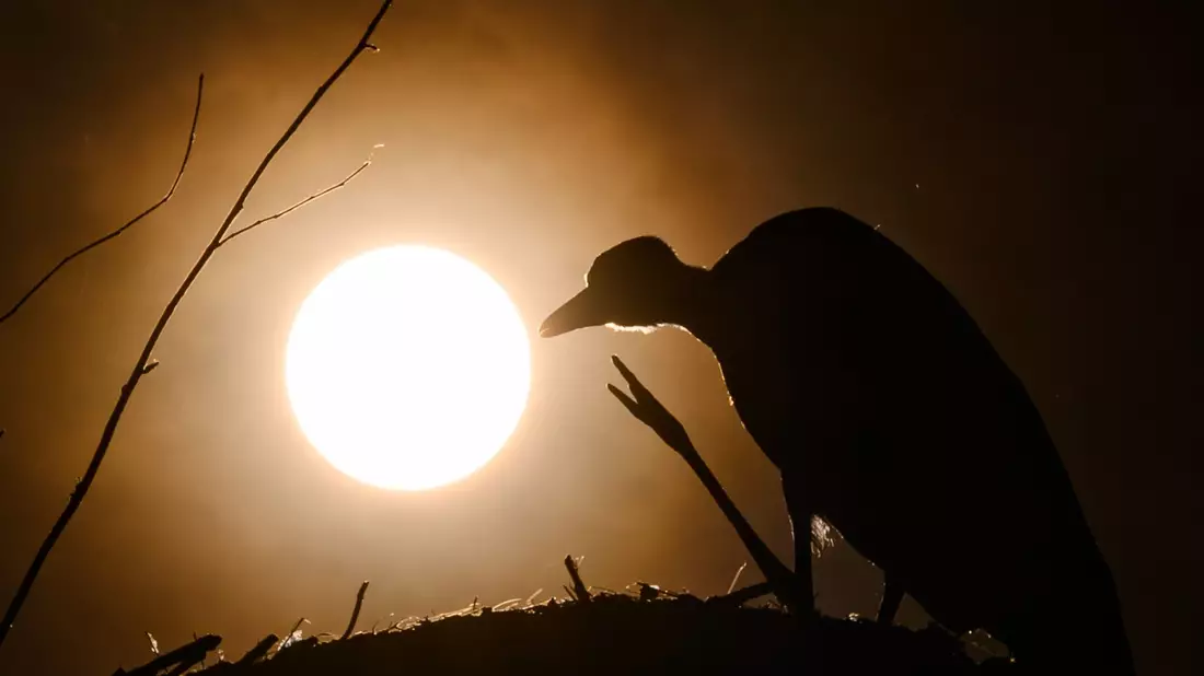 Zu Beginn einer Sonnenfinsternis wirkt es so, als knabbere jemand an der Sonnenscheibe. (Archivbild) - Bild: Patrick Pleul/dpa