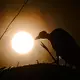 Zu Beginn einer Sonnenfinsternis wirkt es so, als knabbere jemand an der Sonnenscheibe. (Archivbild) - Bild: Patrick Pleul/dpa