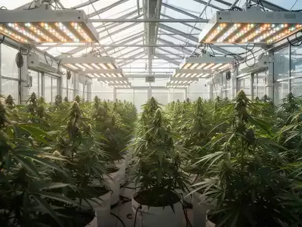 Moderne Gewächshausanlage für den professionellen Cannabisanbau mit grünen Pflanzen unter spezieller Beleuchtung. - Foto: über boerse-global.de