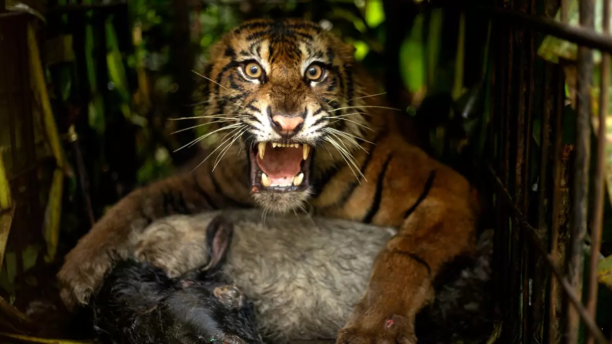Die Tigerin wurde mit einem Ziegenkadaver angelockt. - Bild: Andri Mardiansyah/XinHua/dpa