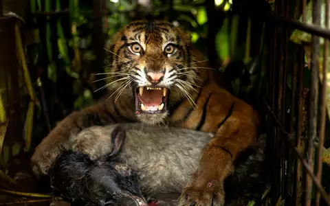 Die Tigerin wurde mit einem Ziegenkadaver angelockt. - Foto: Andri Mardiansyah/XinHua/dpa