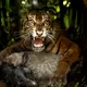 Die Tigerin wurde mit einem Ziegenkadaver angelockt. - Bild: Andri Mardiansyah/XinHua/dpa