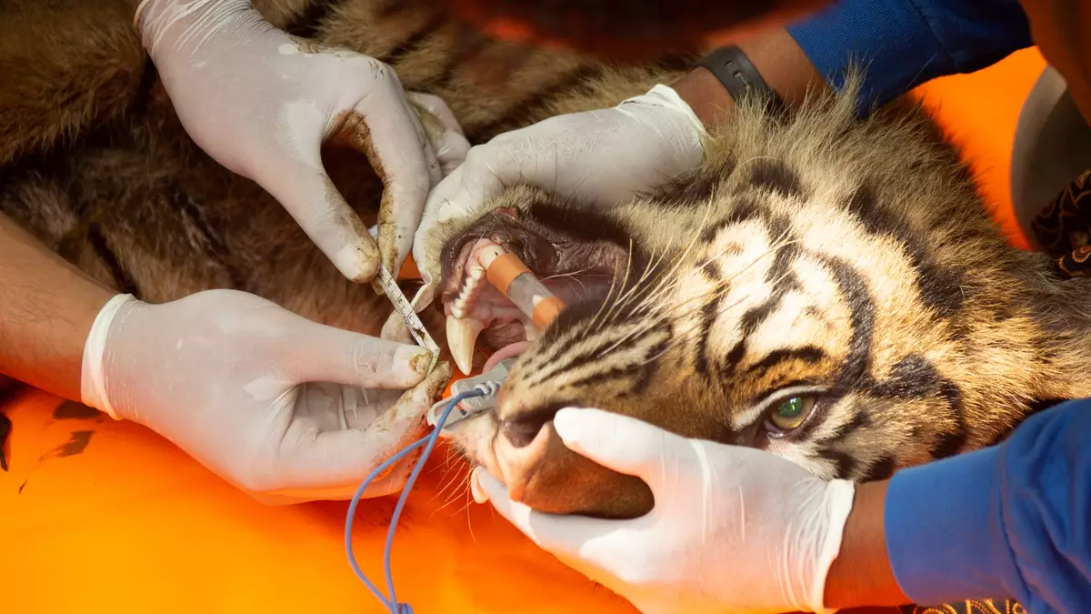 Tierärzte untersuchten die Raubkatze. - Bild: Andri Mardiansyah/XinHua/dpa