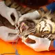 Tierärzte untersuchten die Raubkatze. - Bild: Andri Mardiansyah/XinHua/dpa