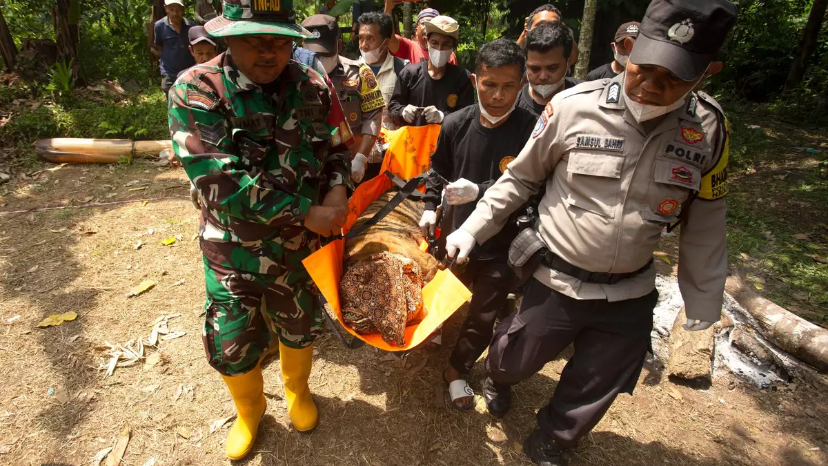 Die Tigerin soll bald wieder freigelassen werden. - Bild: Andri Mardiansyah/XinHua/dpa