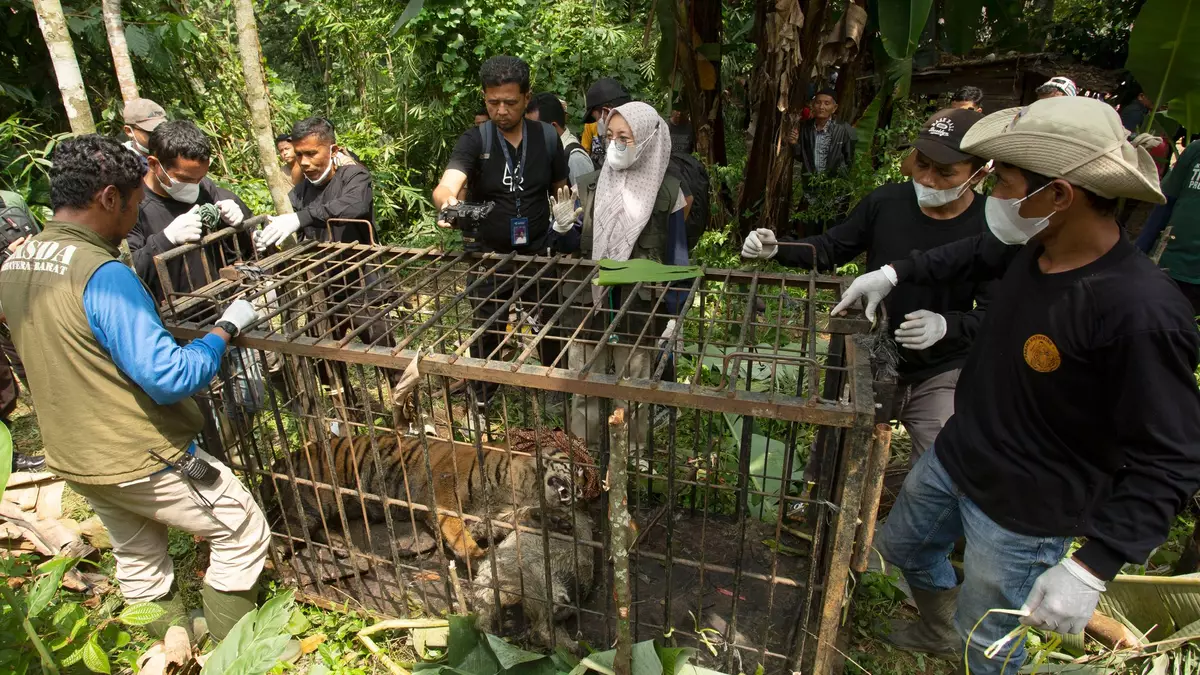 Die seltenen Tiger einzufangen, ist den Behörden zufolge immer das letzte Mittel. - Bild: Andri Mardiansyah/XinHua/dpa