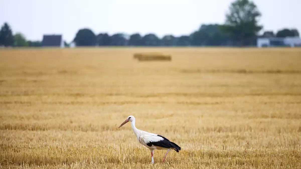 Auch die Wildtierwelt kämpft mit der Trockenheit. (Archivbild) - Bild: Christoph Reichwein/dpa