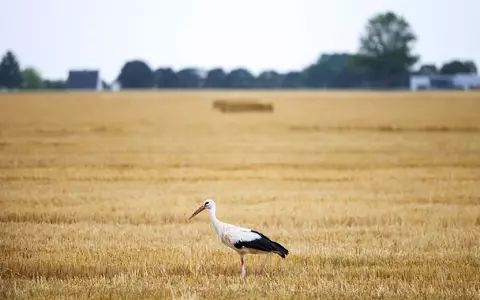 Auch die Wildtierwelt kämpft mit der Trockenheit. (Archivbild) - Foto: Christoph Reichwein/dpa