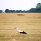Auch die Wildtierwelt kämpft mit der Trockenheit. (Archivbild) - Bild: Christoph Reichwein/dpa