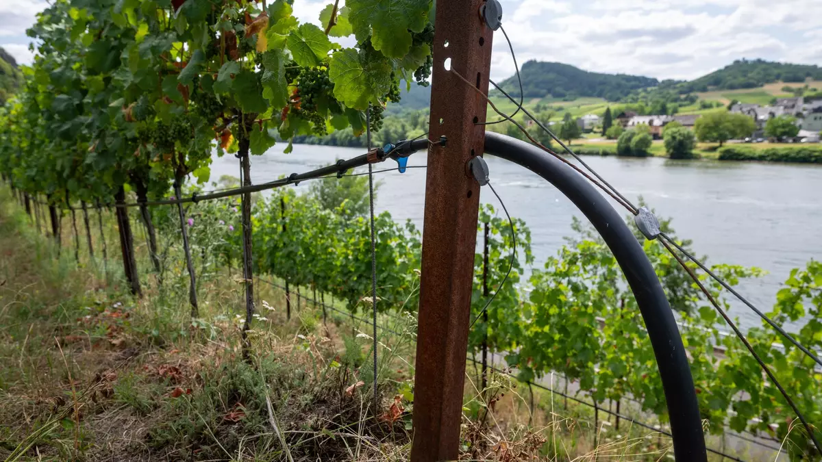 Insbesondere junge Weinreben mussten in diesem Jahr gewässert werden. (Archivbild) - Bild: Harald Tittel/dpa