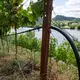 Insbesondere junge Weinreben mussten in diesem Jahr gewässert werden. (Archivbild) - Bild: Harald Tittel/dpa