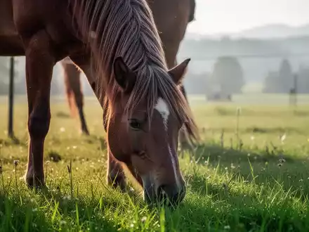 Ein gesundes Pferd auf einer grünen Weide in einer bayrischen Landschaft bei natürlichem Tageslicht. - Foto: über boerse-global.de