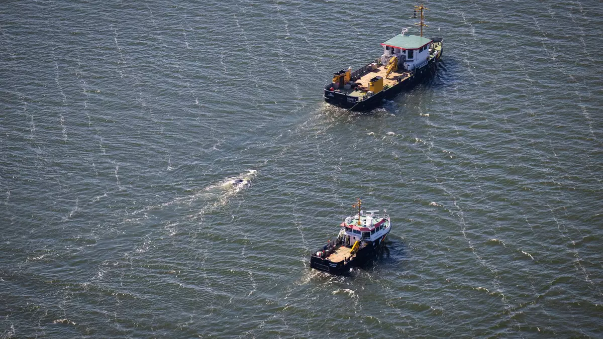 Der tote Wal im Greifswalder Bodden wird von einem Schiff abgeschleppt. - Bild: Philip Dulian/dpa