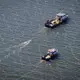 Der tote Wal im Greifswalder Bodden wird von einem Schiff abgeschleppt. - Bild: Philip Dulian/dpa