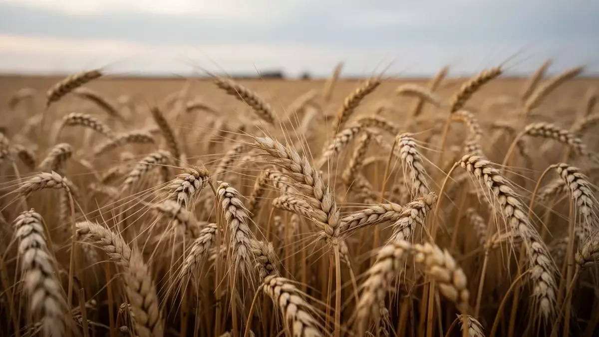 USDA senkt Prognosen: Mahlweizen-Angebot schrumpft weltweit