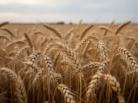 Goldene Weizenähren auf einem weiten Feld bei natürlichem Tageslicht. - Foto: über boerse-global.de