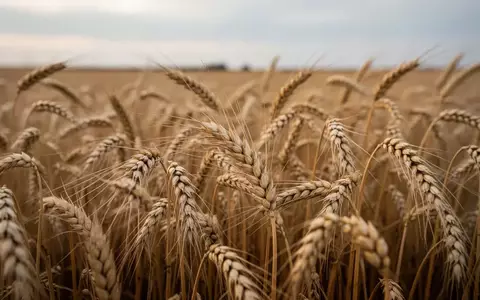 Goldene Weizenähren auf einem weiten Feld bei natürlichem Tageslicht. - Foto: über boerse-global.de