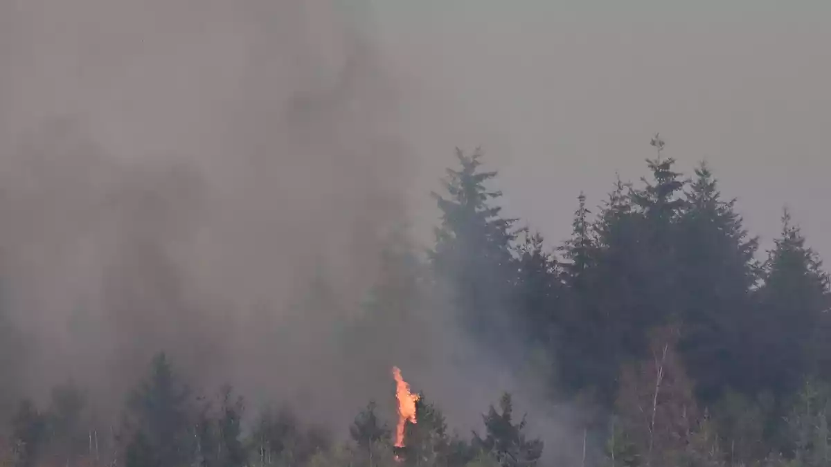 Bei dem großen Waldbrand nahe Hürtgenwald im nordrhein-westfälischen Kreis Düren hat sich die Lage in der Nacht zugespitzt. - Bild: Federico Gambarini/dpa