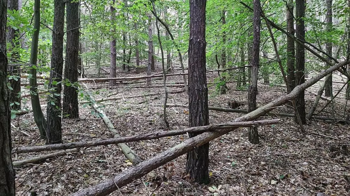 Waldbesitzer warnen vor zu viel Totholz