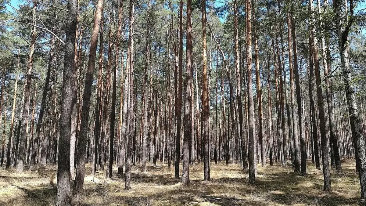Städte- und Gemeindebund fordert mehr Geld für Waldbrandschutz