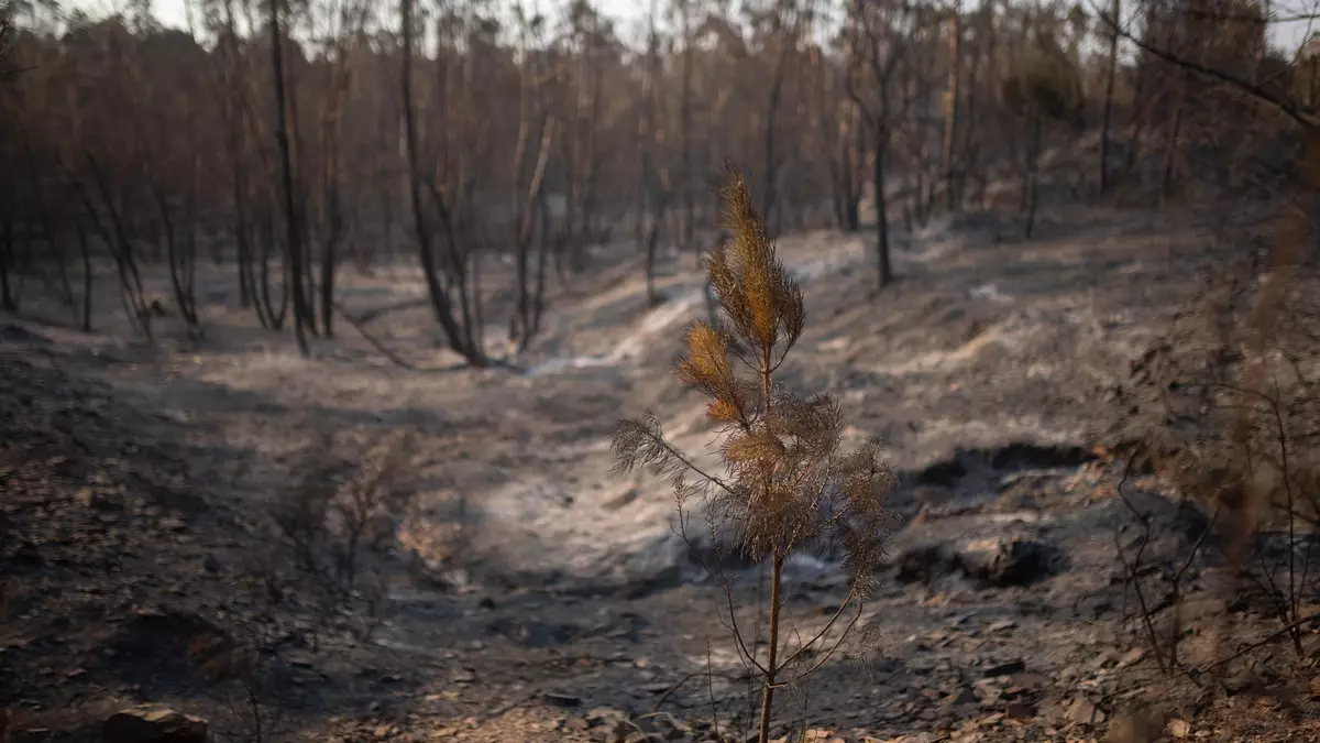 In Huelva hat das Feuer bereits 31.000 Hektar erfasst. (Archivbild) - Bild: Clara Carrasco/EUROPA PRESS/dpa