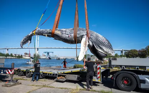 Der tote Wal vom Greifswalder Bodden wird aus dem Wasser geholt. - Foto: Stefan Sauer/dpa