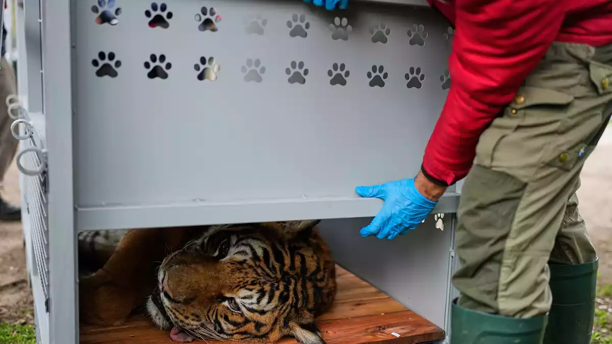 Ein Tiger liegt in einer Transportkiste vor seiner Verlegung in ein Schutzgebiet in Südafrika. - Bild: Natacha Pisarenko/AP/dpa