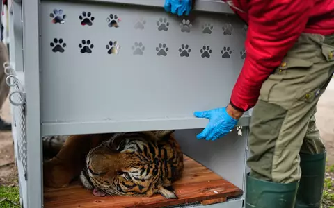 Ein Tiger liegt in einer Transportkiste vor seiner Verlegung in ein Schutzgebiet in Südafrika. - Foto: Natacha Pisarenko/AP/dpa