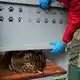 Ein Tiger liegt in einer Transportkiste vor seiner Verlegung in ein Schutzgebiet in Südafrika. - Bild: Natacha Pisarenko/AP/dpa