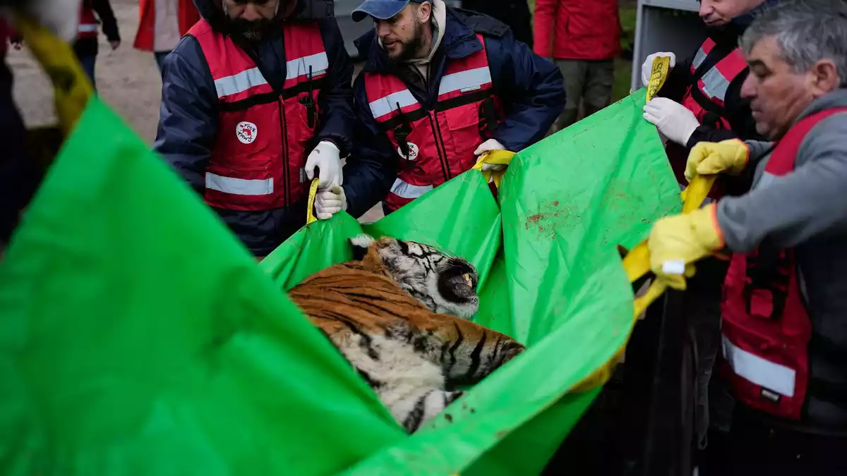 Die Tierschutzorganisation Vier Pfoten leitet die Rettungsaktion. - Bild: Natacha Pisarenko/AP/dpa