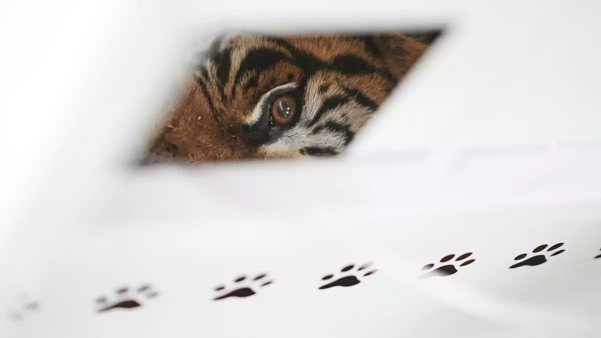 Der Zoo Luján war 2020 aus Tierschutzgründen geschlossen worden. - Bild: Natacha Pisarenko/AP/dpa