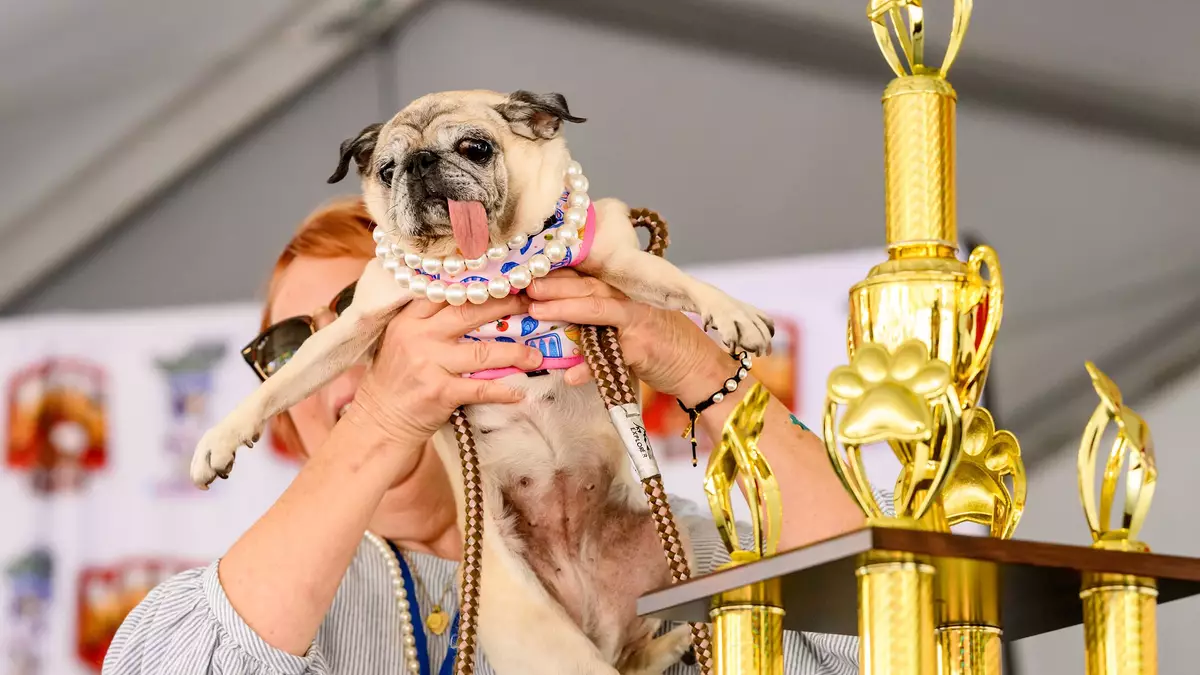 Die Besitzerin von Jinny Lu durfte sich über ein Preisgeld von 5000 Dollar freuen.
 - Bild: Noah Berger/AP/dpa