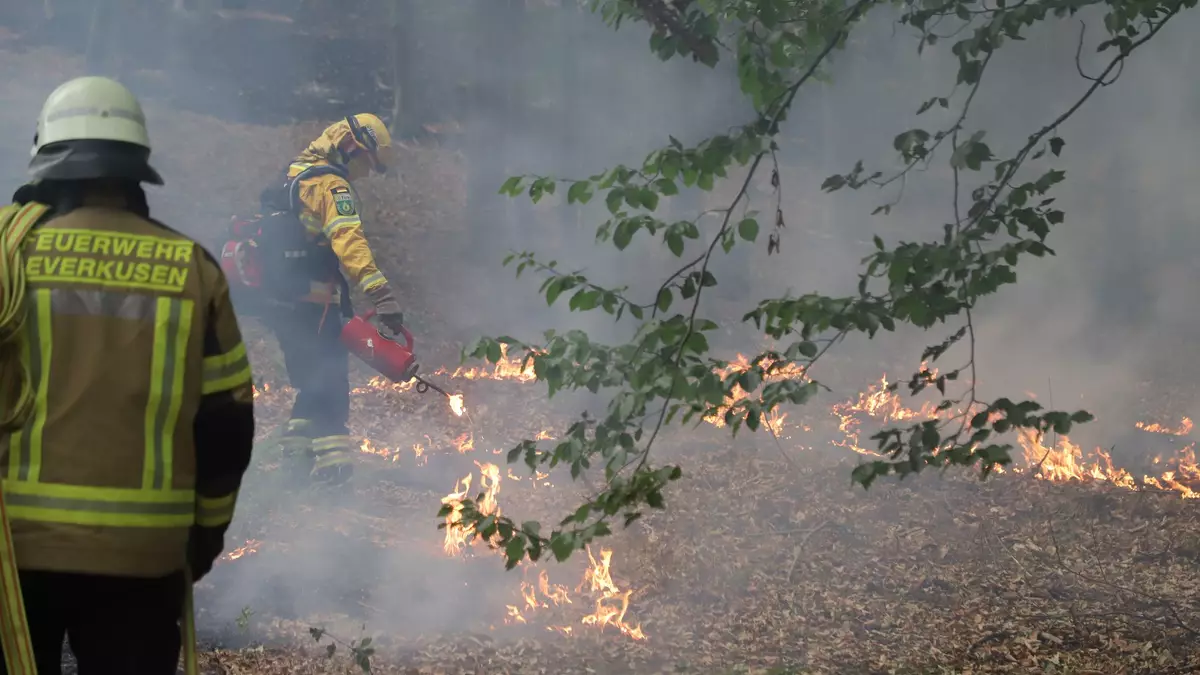  Mehrere Hundert Hektar Waldfläche stehen in Flammen. - Bild: Sascha Thelen/dpa