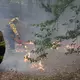  Mehrere Hundert Hektar Waldfläche stehen in Flammen. - Bild: Sascha Thelen/dpa
