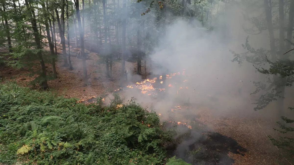 Flammen lodern am Boden beim Waldbrand im Hürtgenwald. - Bild: Sascha Thelen/dpa