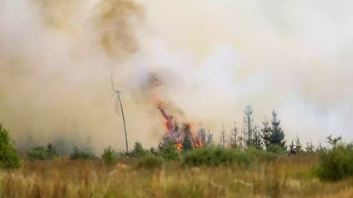 Flammen in der Hochmoor- und Sumpflandschaft Hohe Venn - es liegt unweit der deutschen Grenze. - Bild: Christoph Reichwein/dpa
